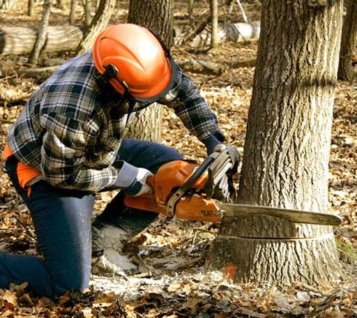 Tree Removal in Monrovia, MD